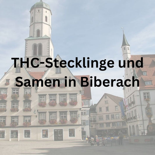 THC Cannabis Stecklinge und Samen in Biberach