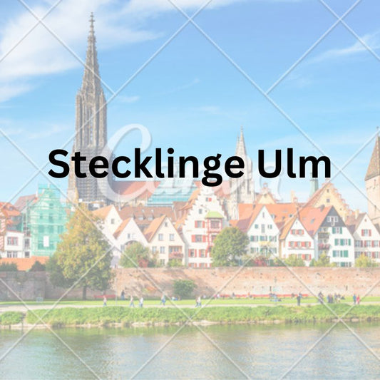 Wo kann ich THC Cannabis Stecklinge in Ulm