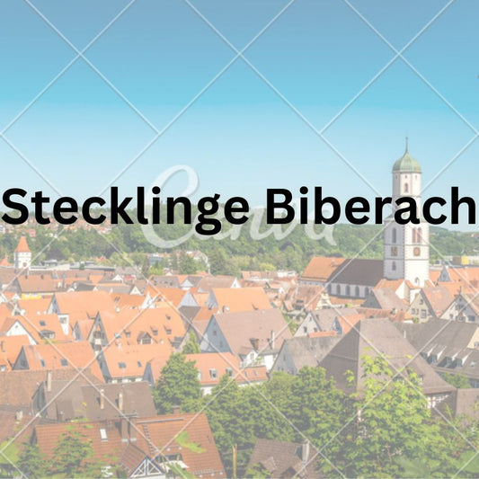 Wo kann ich THC Stecklinge in Biberach kaufen ?