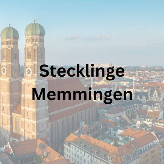 Wo kann ich THC Cannabis Stecklinge in Memmingen kaufen ?