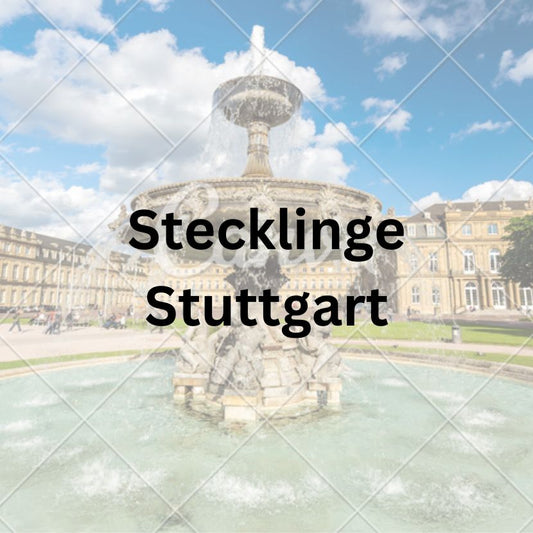 Wo kann ich THC Cannabis Stecklinge in Stuttgart kaufen ?