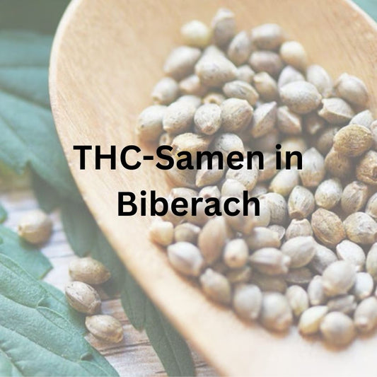 THC-Samen in Biberach kaufen