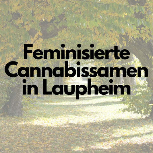 Wo kann ich THC Samen kaufen in Laupheim?